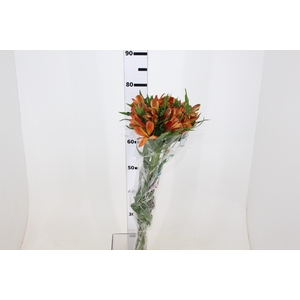 ALSTROEMERIA CHEERIO 080 CM
