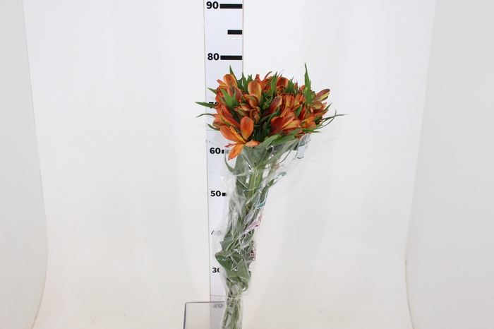 ALSTROEMERIA CHEERIO 080 CM