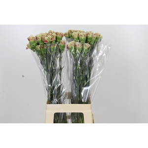Dianthus St Winecover