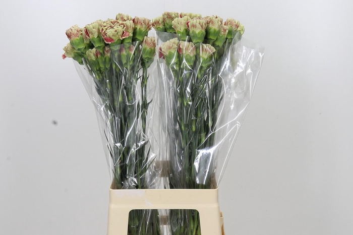 <h4>Dianthus St Winecover</h4>