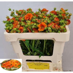 GEUM TROPICAL TEMPEST GEUM TROPICAL