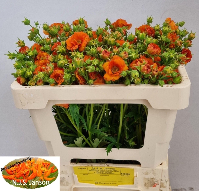<h4>GEUM TROPICAL TEMPEST GEUM TROPICAL</h4>