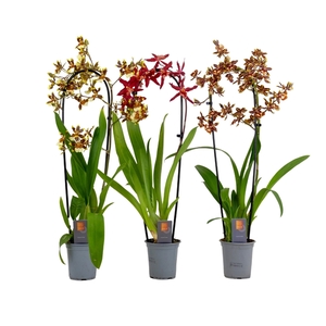 Inca Cambria mix cascade XL 9cm