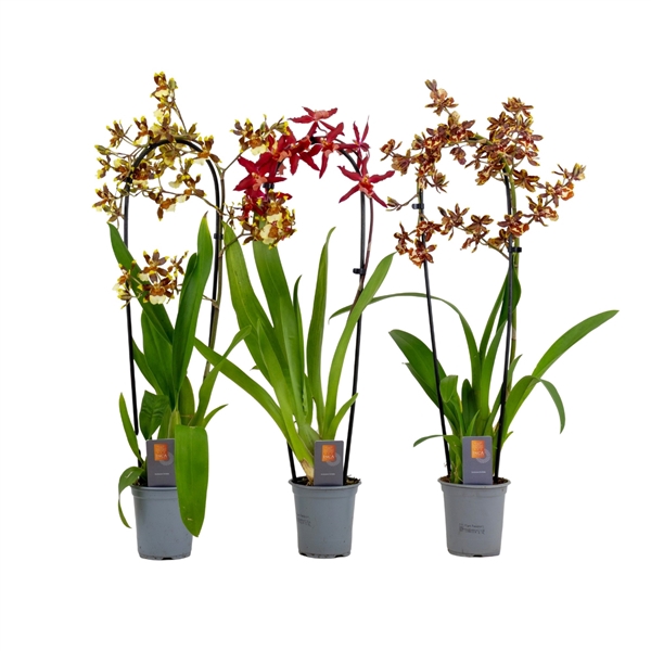 <h4>Inca Cambria mix cascade XL 9cm</h4>
