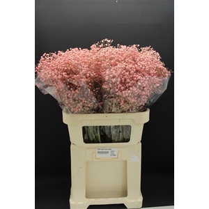 Gyps Grof Oud Rose