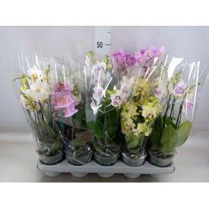 Phalaenopsis multi.   ...mix
