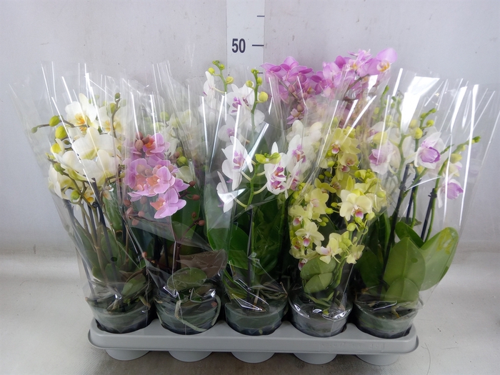<h4>Phalaenopsis multi.   ...mix</h4>