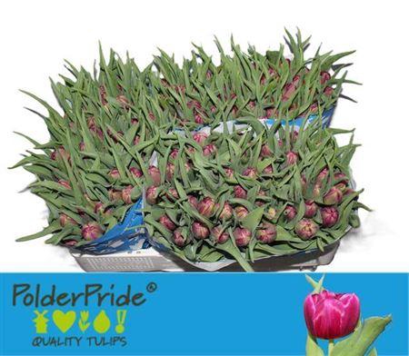 <h4>Tu Du World Bowl</h4>