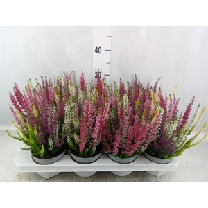 Calluna vulg. 'High Five'   ...mix