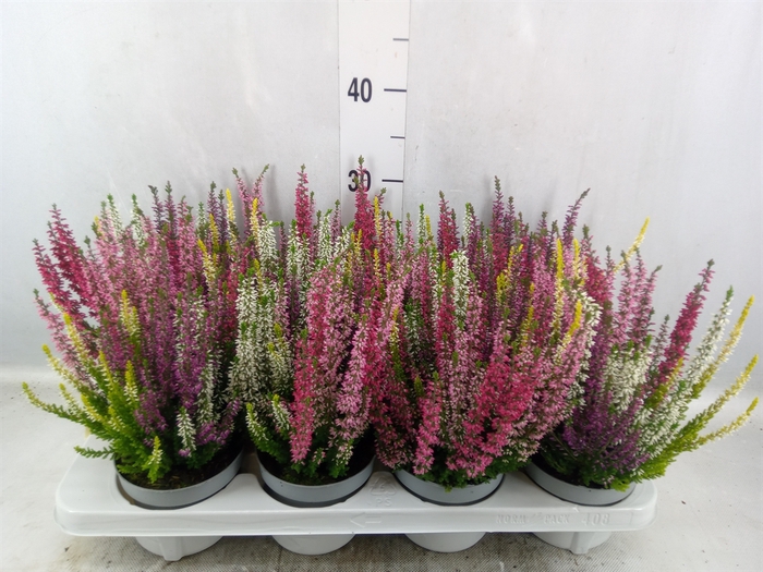 Calluna vulg. 'High Five'   ...mix