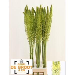 EREMURUS WHITE BE FA