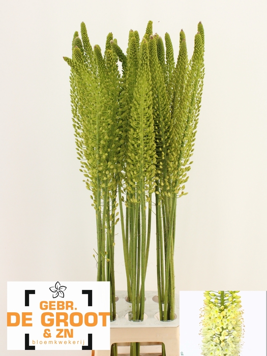 <h4>EREMURUS WHITE BE FA</h4>