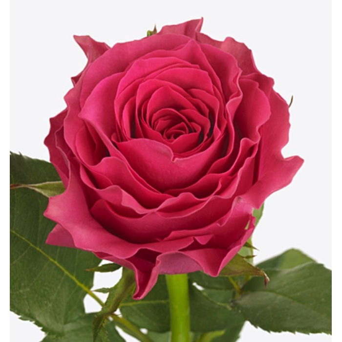 <h4>Rosa Hotspot</h4>