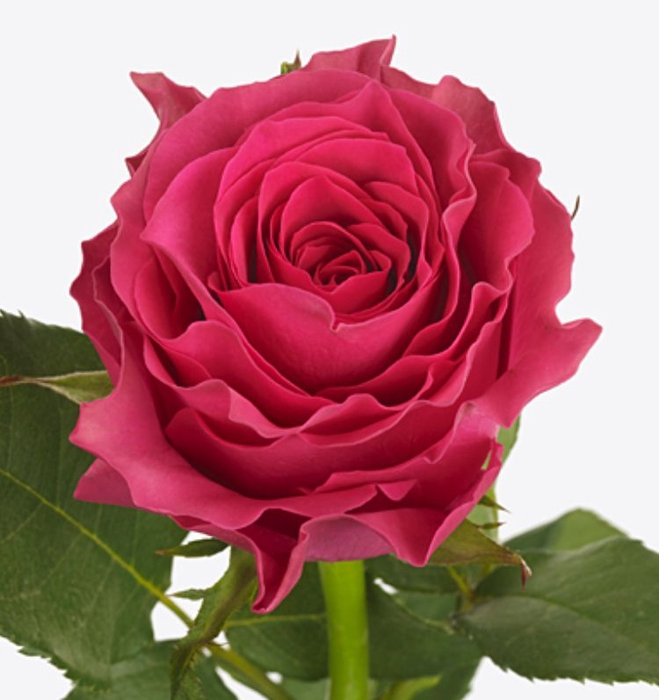Rosa Hotspot