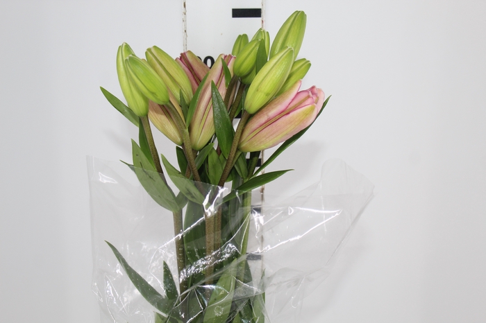 <h4>LIRIO ALBUFEIRA 090 CM HT 3/4 FLS ROSA</h4>
