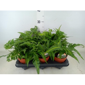 Arachniodes aristata 'Variegata'