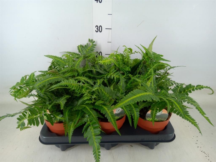 <h4>Arachniodes aristata 'Variegata'</h4>