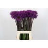 Allium Purple Sensation