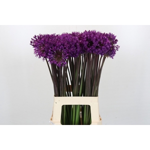 Allium Purple Sensation