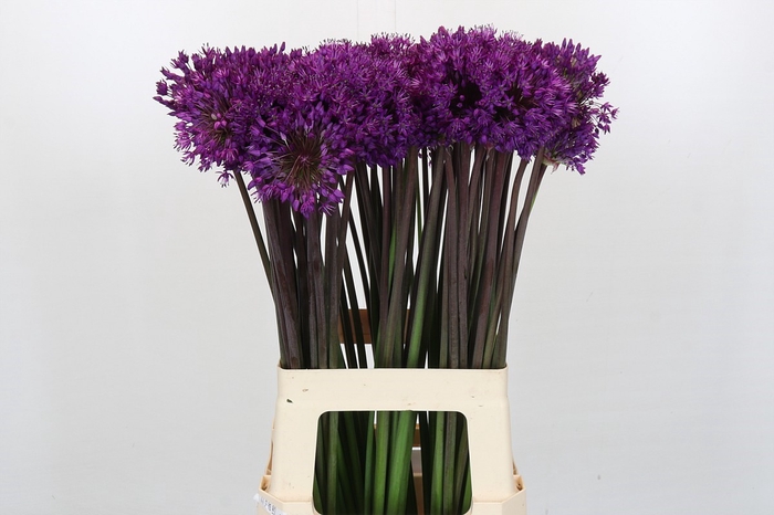 <h4>Allium Purple Sensation</h4>