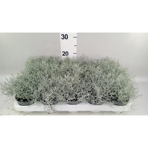 Leucophyta brownii