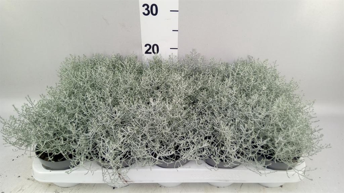 <h4>Leucophyta brownii</h4>