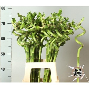 DRAC LUCKY BAMBOO