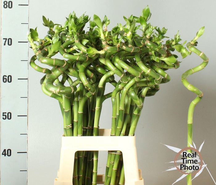<h4>DRAC LUCKY BAMBOO</h4>