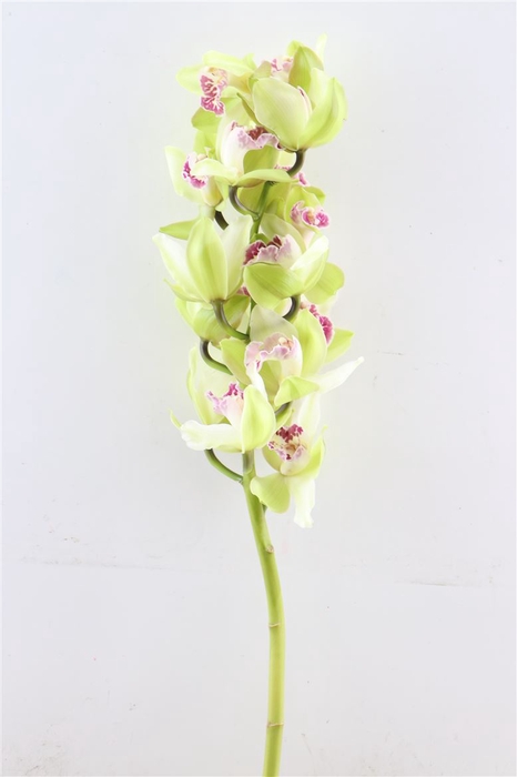 Cymb Green 12/15 Bl Per Tak