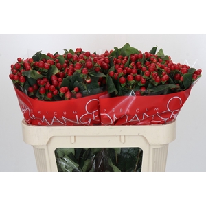 Hypericum True Romance