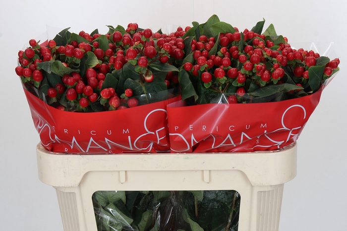 <h4>Hypericum True Romance</h4>
