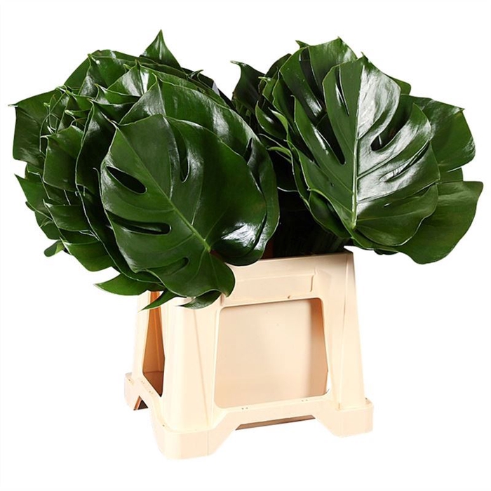 Monstera