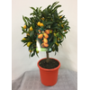Citrus hystrix