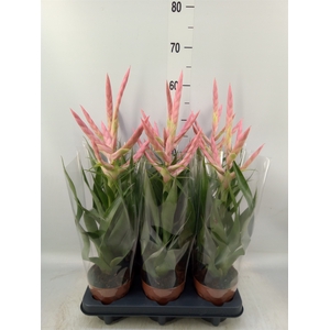Tillandsia  'Dolce'