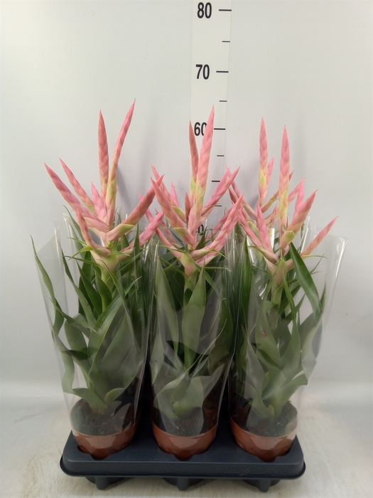 <h4>Tillandsia  'Dolce'</h4>