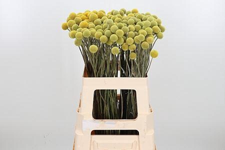 Craspedia Yellow