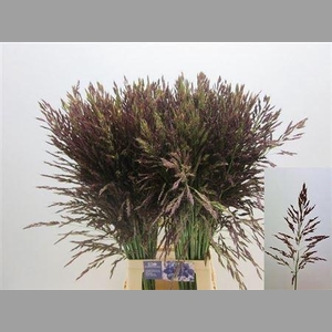 Panic Mi Umbrella ( Dark)