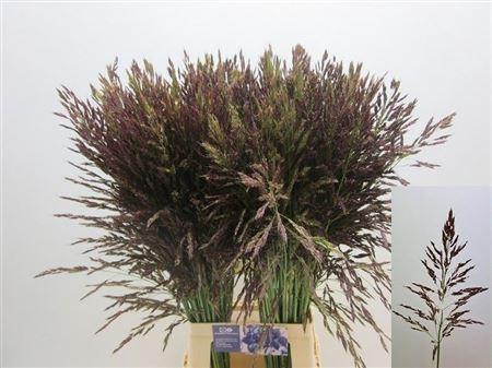 <h4>Panic Mi Umbrella ( Dark)</h4>