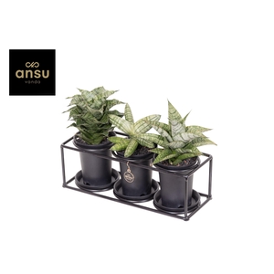 Sansevieria Trio in design frame