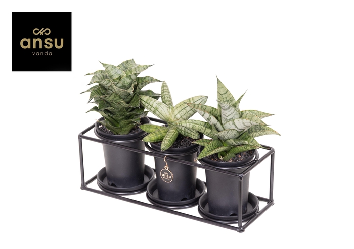 <h4>Sansevieria Trio in design frame</h4>