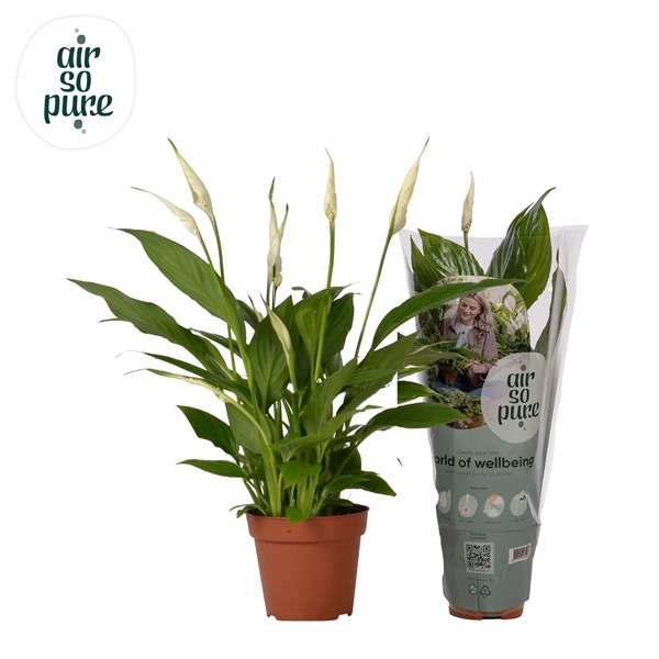 <h4>Spathiphyllum 12 cm Torelli Air So Pure</h4>