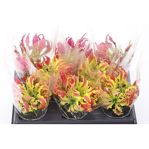 Gloriosa Exot Pink