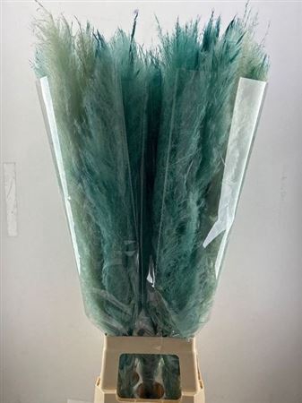 Cortaderia Dadang X L Light Blue