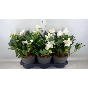 Helleborus niger 'Viv Viktor'