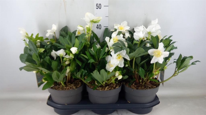 <h4>Helleborus niger 'Viv Viktor'</h4>