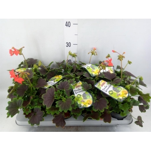 Pelargonium zona.   ...mix