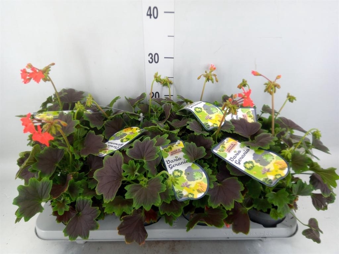 <h4>Pelargonium zona.   ...mix</h4>