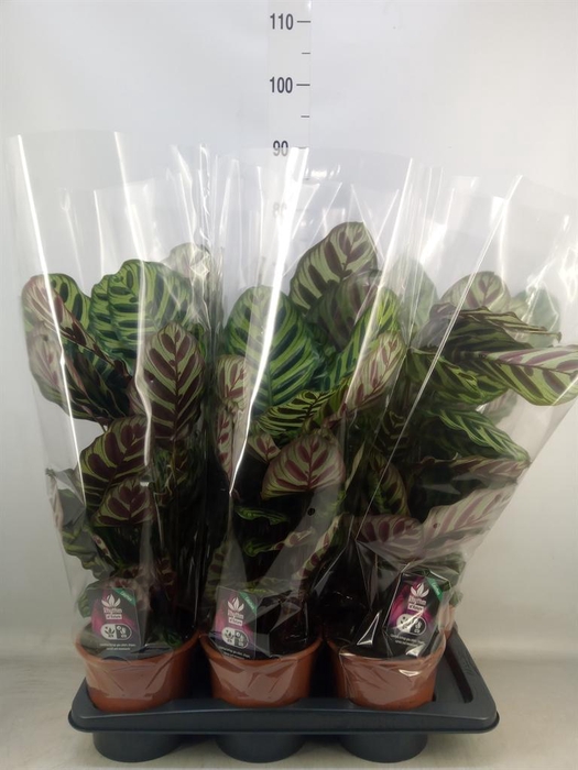 <h4>Calathea makoyana</h4>