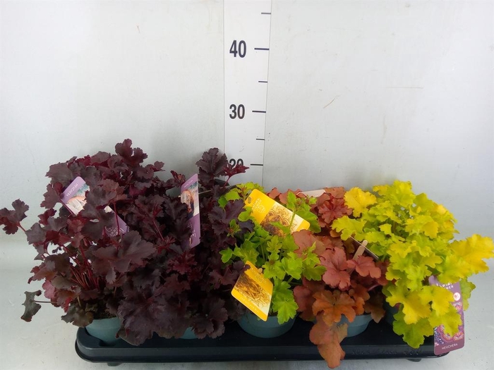 <h4>Heuchera  'Indian Summer'   ...mix</h4>