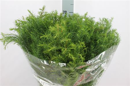 <h4>Cryptomeria Per Bos</h4>